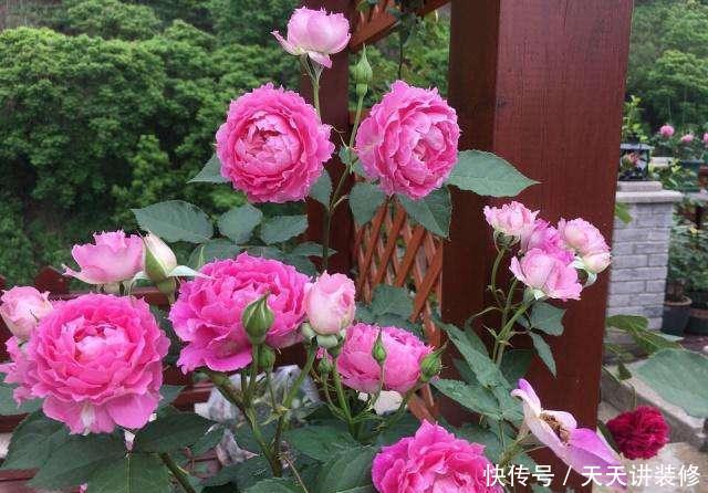 种喜光:夏天烈日太厉害,就养4种喜光花,一口气开花200天,花量巨大