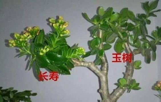  撸光|长寿花老桩怎么养狠下心，撸光“叶子”晒一晒，轻松就能完成