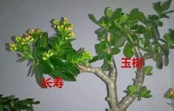 撸光|长寿花老桩怎么养狠下心,撸光“叶子”晒一晒,轻松就能完成