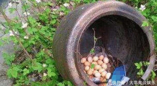  母鸡■三只能顶过一斤人参，越老越值钱，在农村出高价都不卖