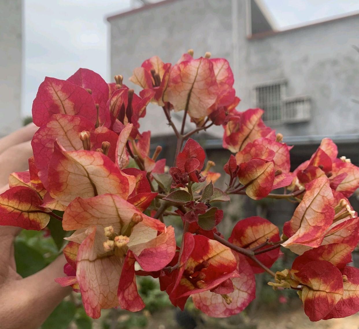  #画报#盛花期的三角梅画报，做到4点，可以延长30天观花期而不掉花
