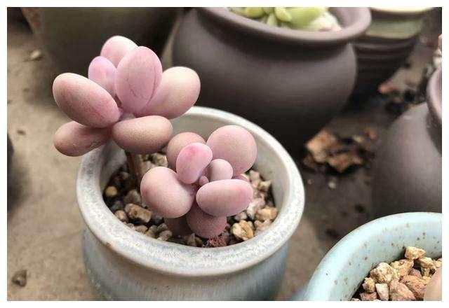  『花盆』需“穷养”的5种花，用小花盆，少浇水，越长越喜人
