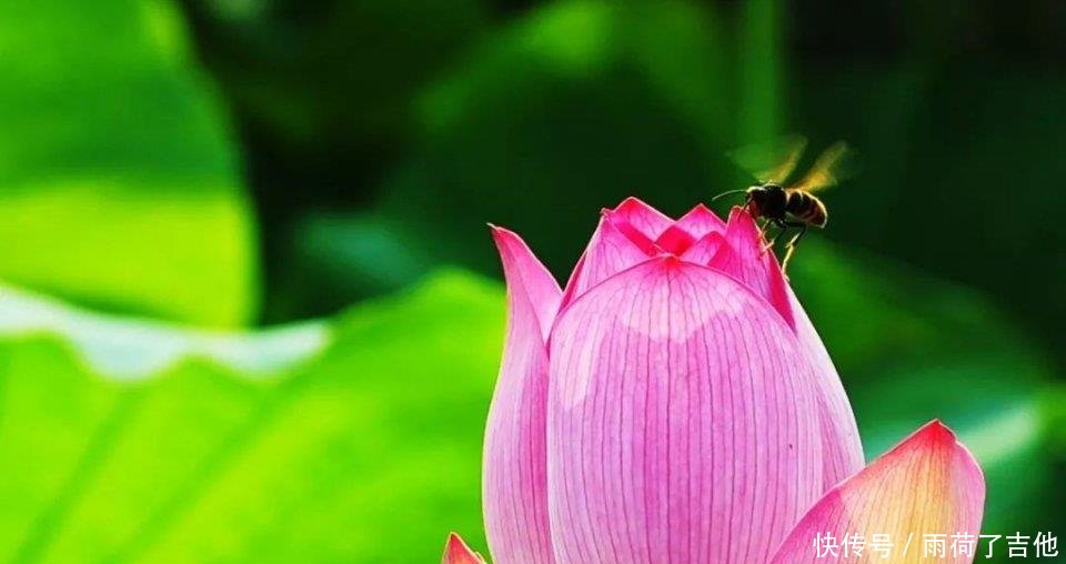 陕西这处千亩荷塘已盛开成海，碧叶连天，人少景美只等你来！