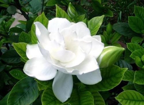  「栀子花」牡丹栀子，栀子花中的贵族，简直太美了