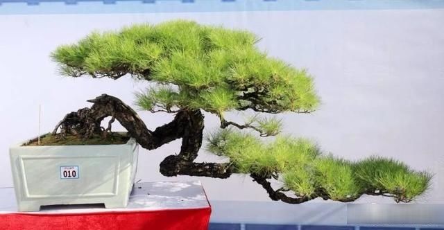  【银奖】北海盆景银奖作品欣赏