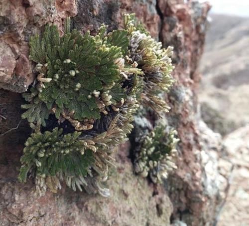  『种植在花盆里』1种不起眼的“植物”，生长在山脚下，被称为“石柏”，看着高贵