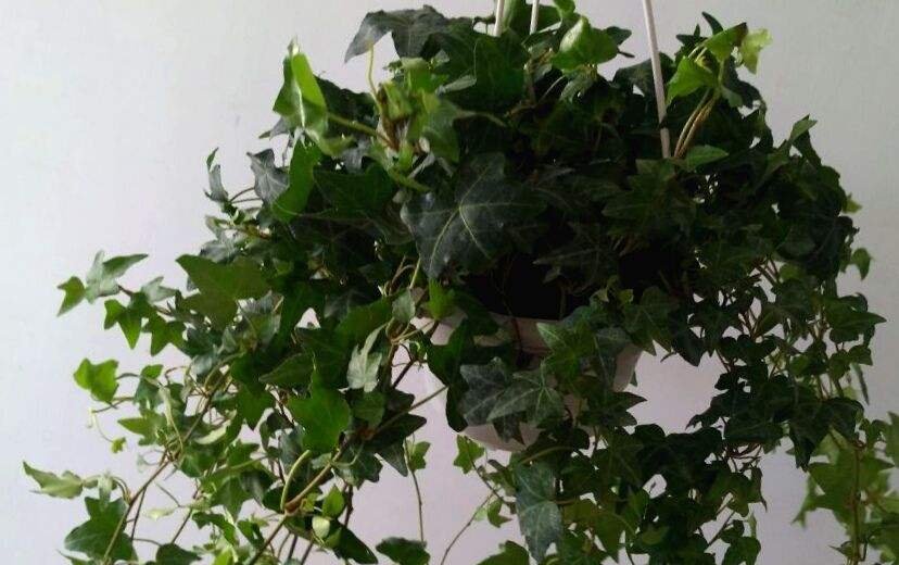  猪笼草■一个房间一盆花，清新驱蚊虫，夜夜睡得香