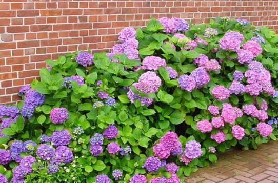 旺盛|夏天养花首选,越热开得越旺盛,花色鲜艳、多变,花开就能爆盆