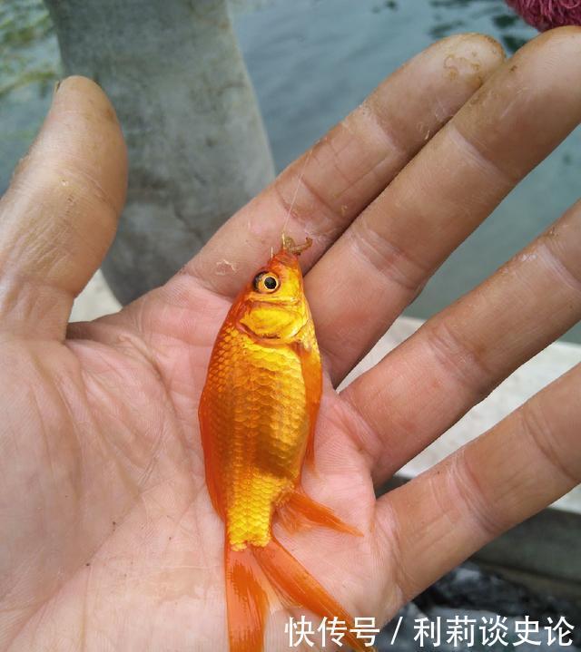  #把它放生#海淀区昆玉河，鲫鱼开口，送你钓小鱼攻略