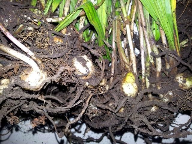 这种农村植物，酷似“大蒜”，治痛风是一绝，若您见到，请别采挖