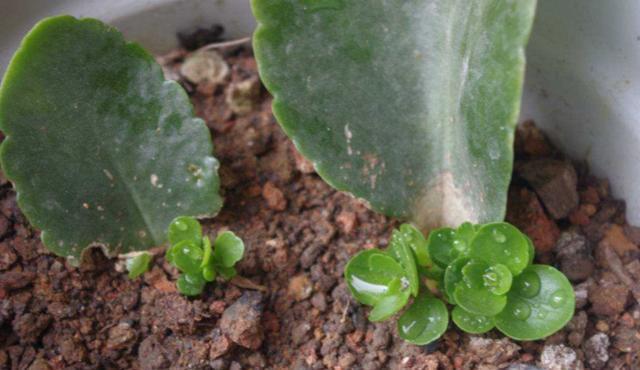 『扦插』工作忙碌,还想要养花爆盆?就扦插4款植物,一片叶子一株苗