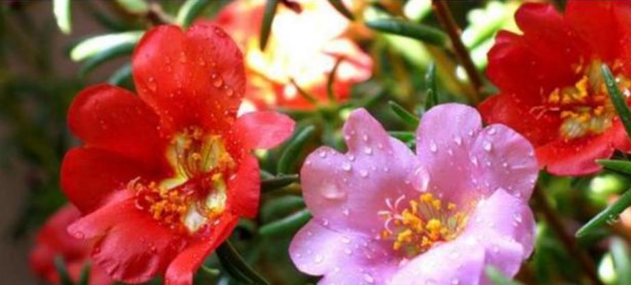  「扦插」4种花赶快养起来，沾土就活，7天生根，秋季就开花，开满阳台！