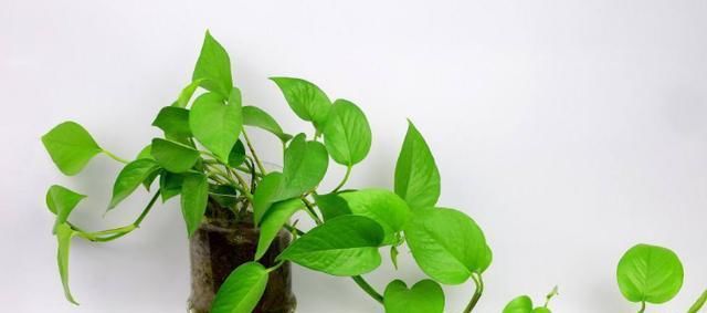  【绿萝】龟背竹、绿萝黄叶怎么办？这样处理，远离黄叶叶片更翠绿！