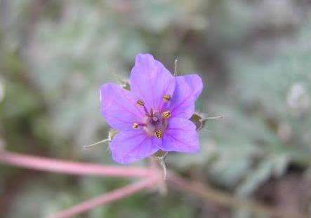 农村罕见杂草“牻牛儿苗”，竟是祛风湿解毒的良药