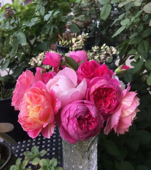  『丰花性好』狼家自育的表现到底如何，戳进来看看花友们的大实话