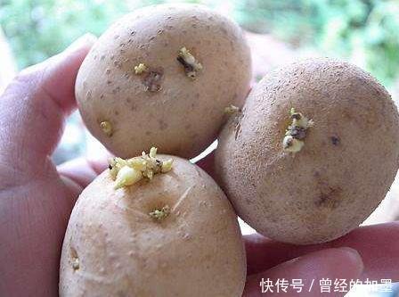  【切除】存放不当造成土豆冒芽还能吃么切除芽后呢应该怎么存放土豆
