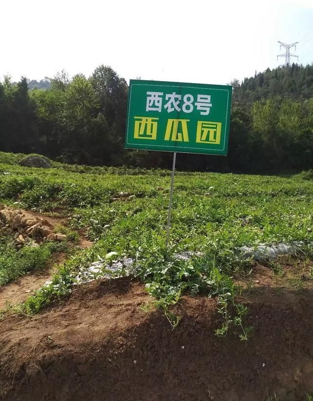 西瓜“成灾”，2毛一斤卖不动，顾客却吃不起，问题出在哪？