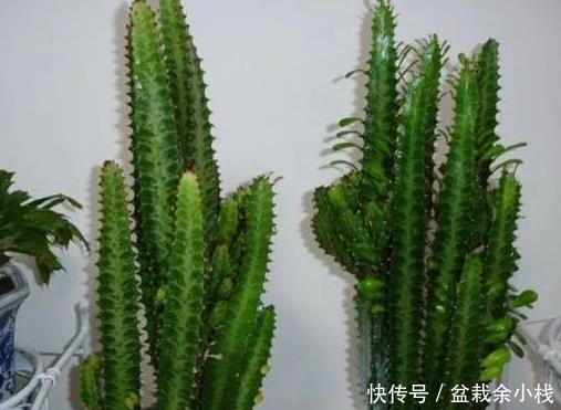 『银杏』这3种“盆景树”懂花人都在养,时间越长越值钱!都能变成传家宝