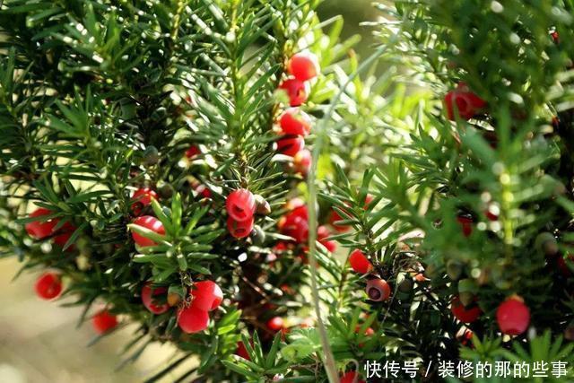  红豆杉|4种“如意”树，一边欣赏一边乘凉，种在院子寓意好