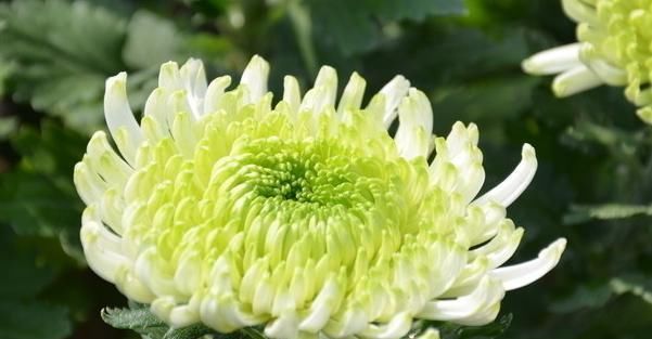  『顽强』它是四大切花之首，颜色众多，花型很广，花语也不尽相同，很顽强