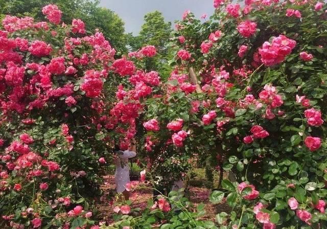  「体温检测」第四届〈花乡玫瑰〉艺术节！门票无限量免费送！