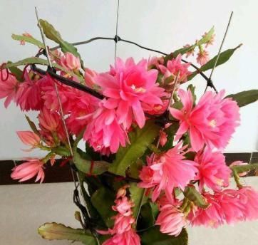  #朵花#不会养令箭荷花，小花匠教你“方法”，一次开上百朵花，年年不断