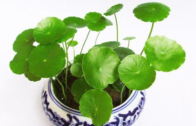  邻居■神奇！邻居送了一棵苗，随手种在花园，长疯了！