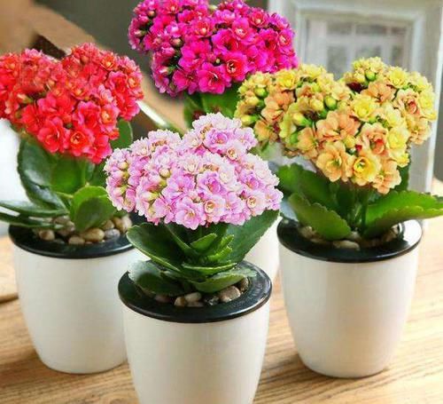 『盛夏期间』养长寿花,半年只需用上“一勺肥”,枝叶茂盛,开花不断!