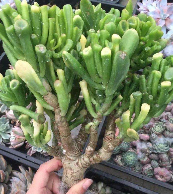  筒叶花|筒叶花月怎么扦插，学会这个技巧，筒叶花月快速爆盆