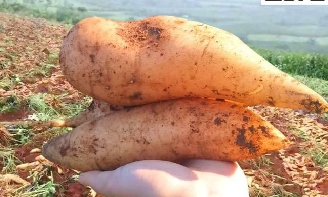  『地下』农村一种水果，被称为地下水果之王，现在种植每亩轻松赚取2万元