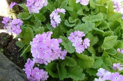  【温度】还没春暖就灿烂开花的报春花，叶子丑但花朵特美