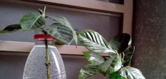  「剪剪」好看的花盆太贵怎么办？自己动手剪剪塑料瓶，既能省钱又贼漂亮