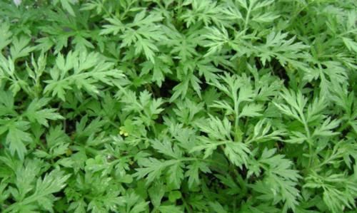  「烧成灰」艾草“烧成灰”抹在身上，收获3个好处，很多人白白浪费