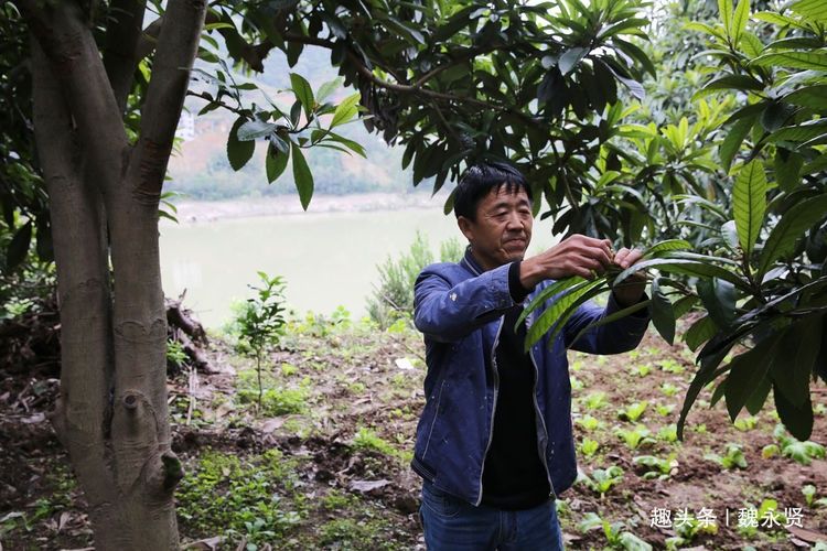  #水果#60后夫妻种果树23年，百亩果园一年纯收入达五六十万元