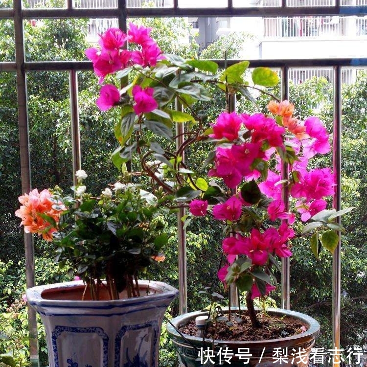 适合@4种人不适合养花,家里的盆栽绿植很快就死,白花钱!