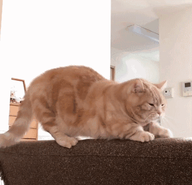  #纵容#猫咪都存在的5个“坏毛病”，主人绝不能纵容！