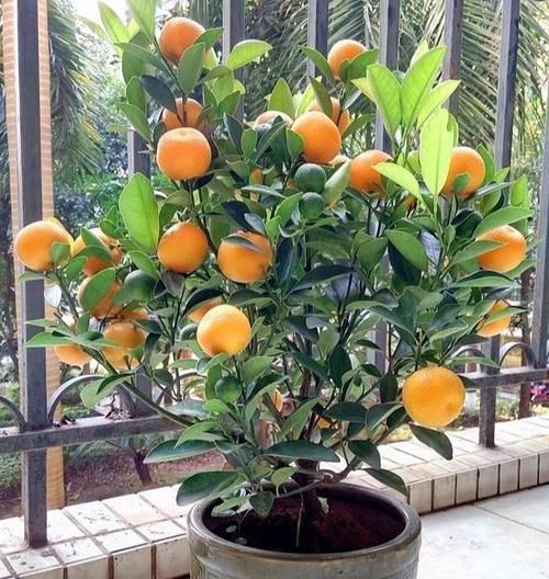  「南方」盆栽桔子，花盆加点小料，硕果累累，摘不完，枝条满金桔，旺家