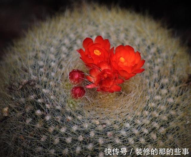  「盆土」仙人球不开花，是什么原因？做到“三点”，年年开花灿烂鲜艳