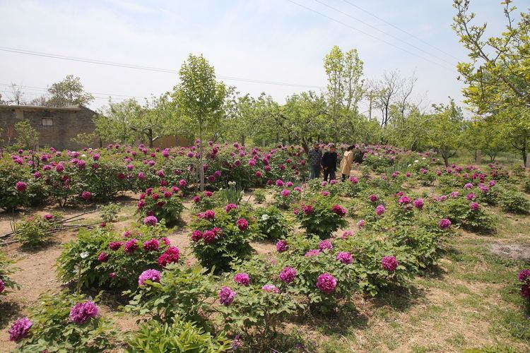 『欣赏牡丹花』71岁农民耗时40年家门口建牡丹园,1株镇园之宝10万不卖,啥样子