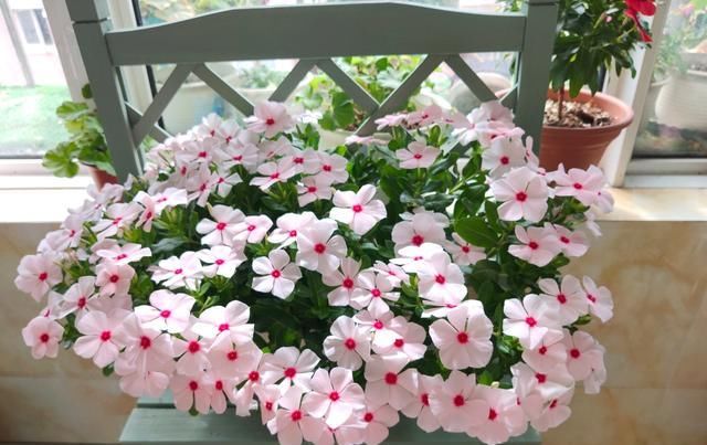 『室内』天天有花开,好看又好养,室内也能种,这种盆栽植物,很值得拥有