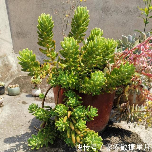【时节】多肉在美好时节里尽情绽放吧!