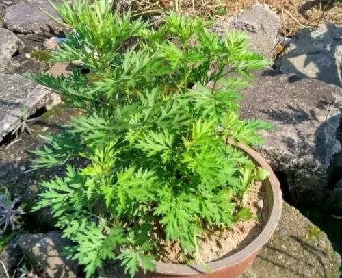 「细菌」细菌最“讨厌”3种植物,养“10盆”也不嫌多,能让家人更健康!