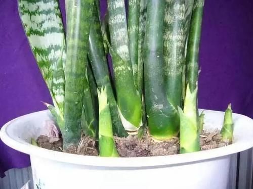  「虎皮」虎皮兰有“3怕”，避开后能“疯长”，直接爆破盆