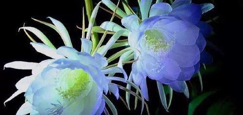  「短暂」“月下美人”昙花，“一现”虽短暂，学会养护，年年有的开。