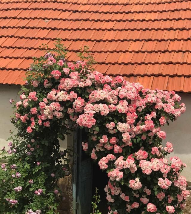 最快■长势最快的藤本月季,一年长成花墙,四季花开不断,盆栽也可以