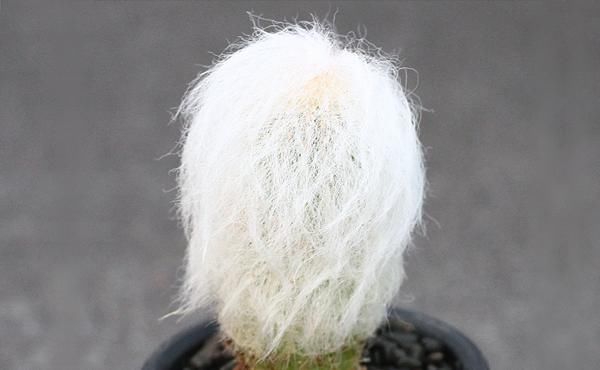  品种：仙人球是我们常见的盆栽植物，有趣的多肉植物品种，你见过多少种？