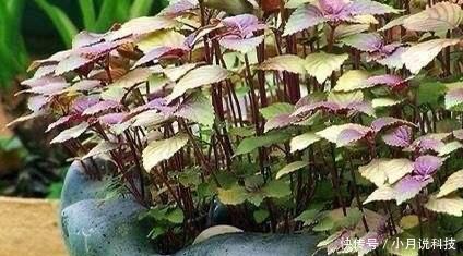 [种菜]2种菜，在阳台、院子里种一些，以后不用播种，年年都有收获