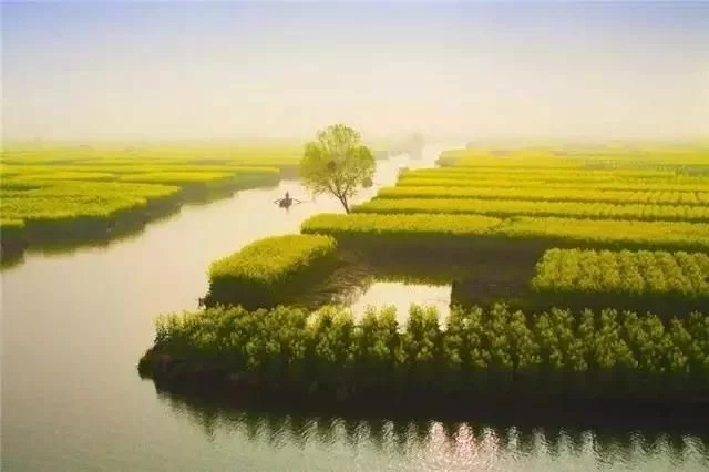 中国最美的油菜花海,油菜花逐渐“染黄”了神州大地