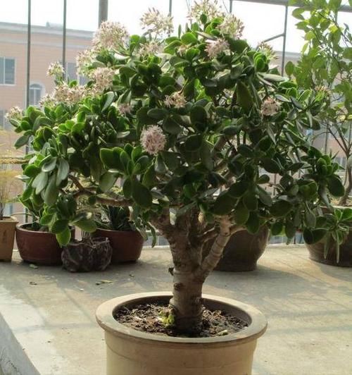  『玉树』玉树不开花？学会这5招就可以年年开花！