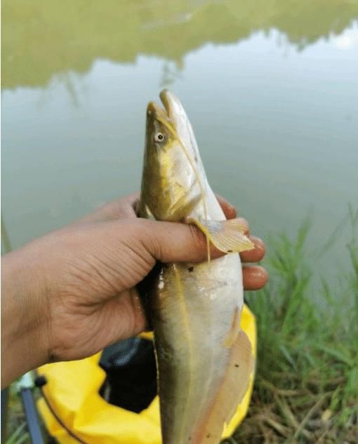  【空军】当“空军”成为常态，钓鱼人该怎么办？我是这么做的，你呢？